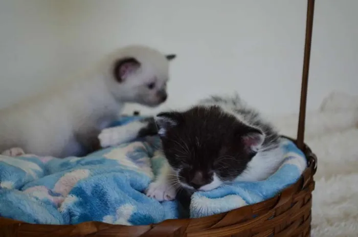 Gato ra a SRD idade Abaixo de 2 meses nome Toddy