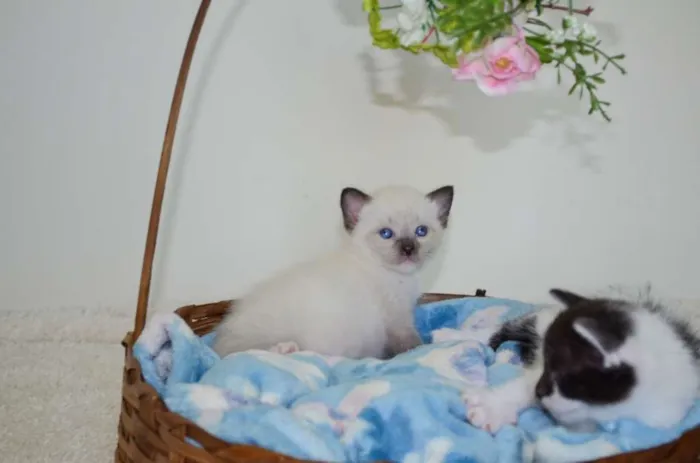 Gato ra a SRD idade Abaixo de 2 meses nome Toddy