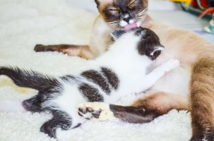 Gato ra a SRD idade Abaixo de 2 meses nome Toddy