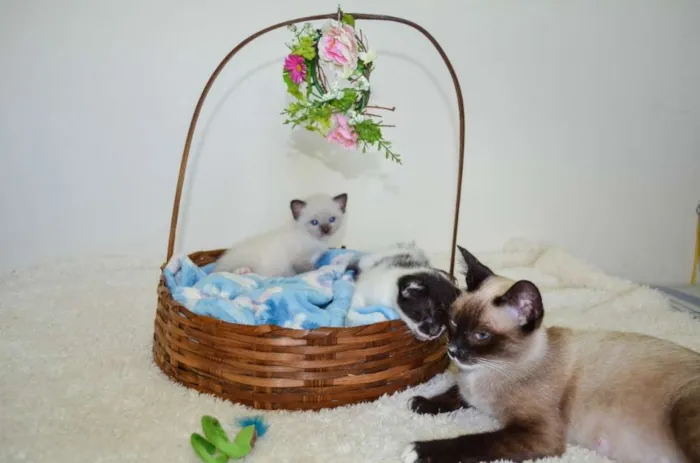 Gato ra a SRD idade Abaixo de 2 meses nome Toddy