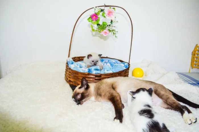 Gato ra a SRD idade Abaixo de 2 meses nome Toddy