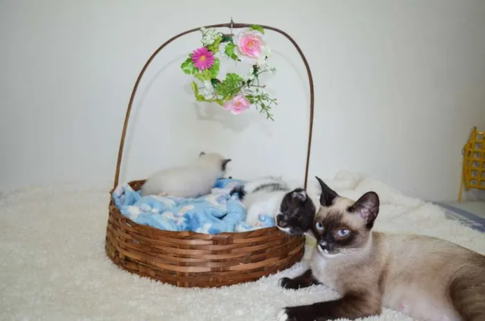 Gato ra a SRD idade Abaixo de 2 meses nome Toddy