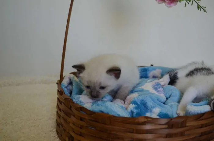 Gato ra a SRD idade Abaixo de 2 meses nome Toddy