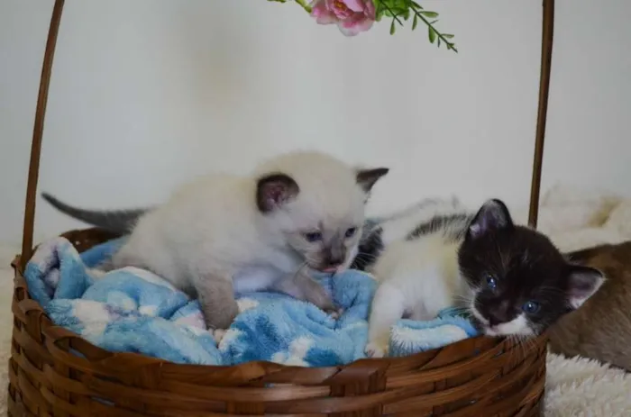 Gato ra a SRD idade Abaixo de 2 meses nome Toddy