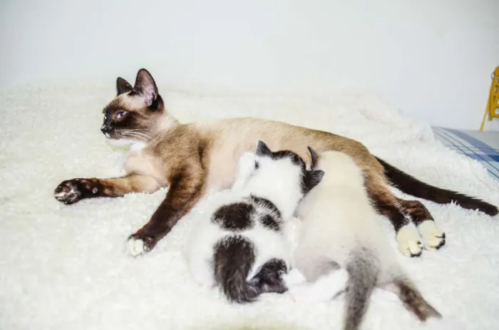 Gato ra a SRD idade Abaixo de 2 meses nome Toddy