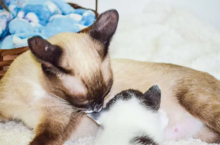 Gato ra a SRD idade Abaixo de 2 meses nome Toddy