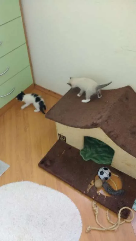 Gato ra a SRD idade Abaixo de 2 meses nome Toddy