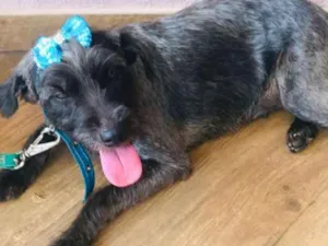Cachorro raça Srd idade 1 ano nome Vick