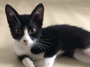 Gato raça srd idade 2 a 6 meses nome Tico