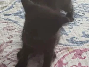 Gato raça  idade Abaixo de 2 meses nome pandora