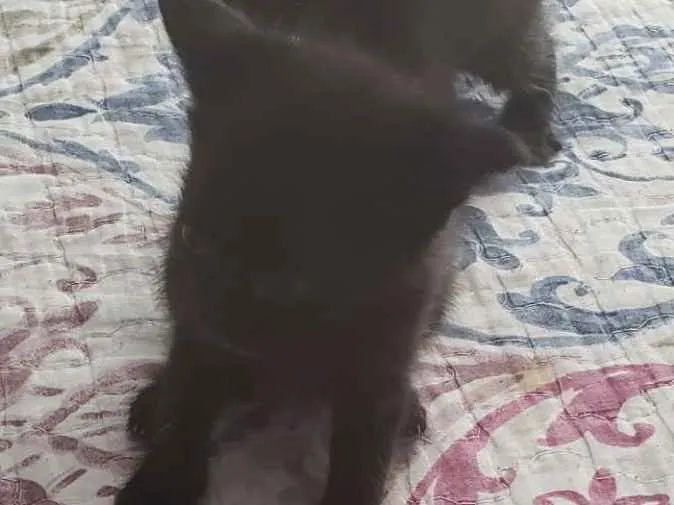 Gato ra a  idade Abaixo de 2 meses nome pandora