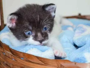 Gato raça SRD idade Abaixo de 2 meses nome Toddy