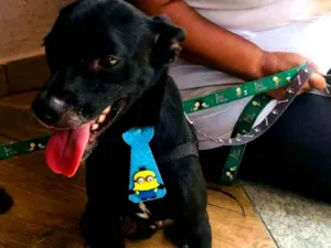 Cachorro raça Srd idade 1 ano nome Tico