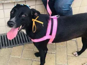 Cachorro raça Srd idade 1 ano nome Tina