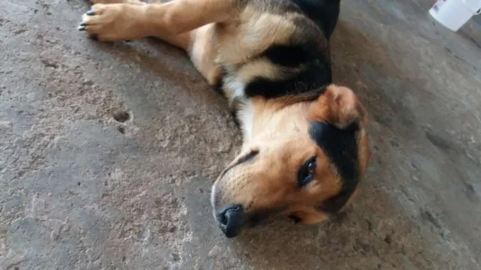 Cachorro ra a Srd idade 1 ano nome Tobby e sheik