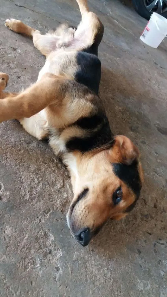 Cachorro ra a Srd idade 1 ano nome Tobby e sheik