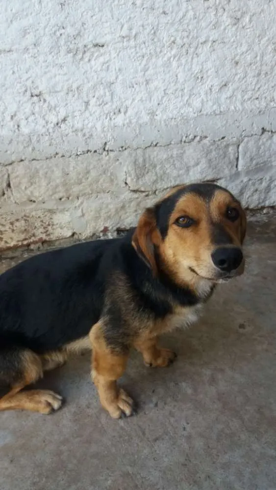 Cachorro ra a Srd idade 1 ano nome Tobby e sheik