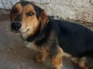 Cachorro raça Srd idade 1 ano nome Tobby e sheik