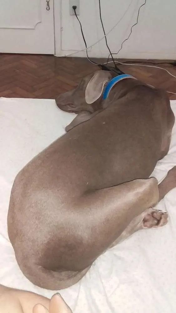 Cachorro ra a Weimaraner idade 1 ano nome Alfredo