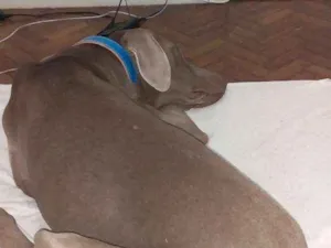 Cachorro raça Weimaraner idade 1 ano nome Alfredo