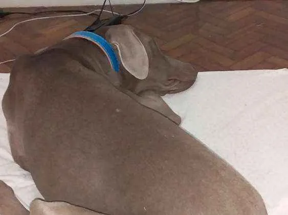 Cachorro ra a Weimaraner idade 1 ano nome Alfredo
