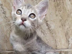 Gato raça  idade 2 a 6 meses nome Filhotes D. Jane