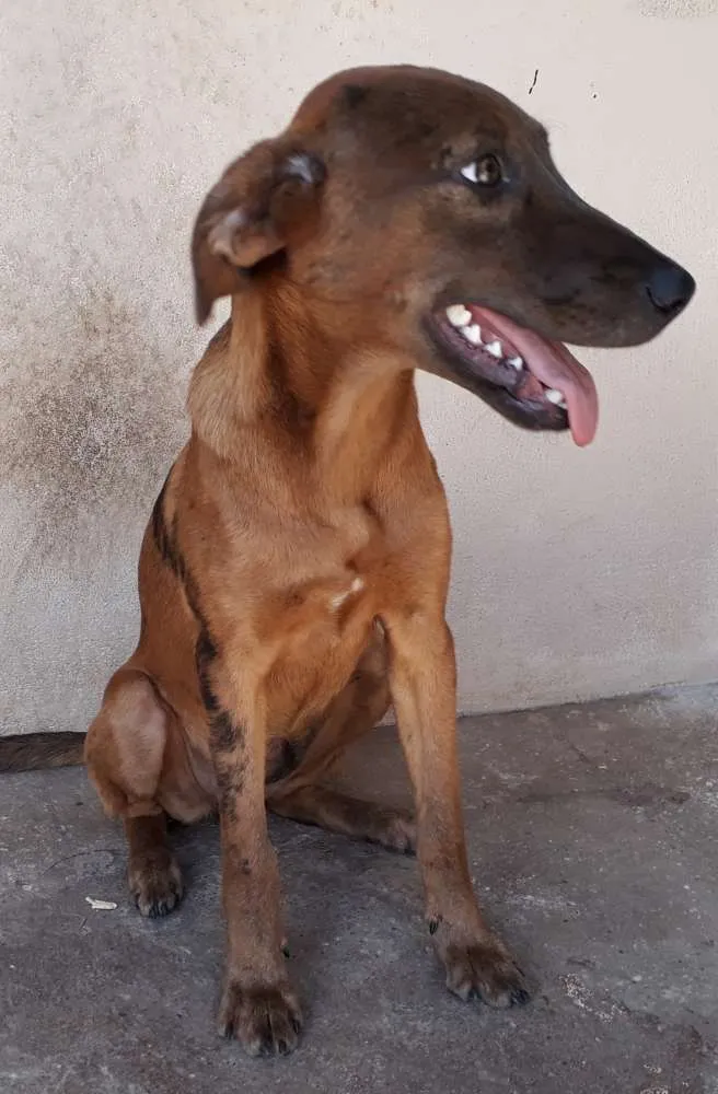 Cachorro ra a Srd idade 7 a 11 meses nome Bombom