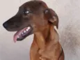 Bombom