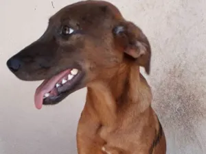 Cachorro raça Srd idade 7 a 11 meses nome Bombom
