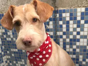 Cachorro raça Srd idade 1 ano nome Bob 