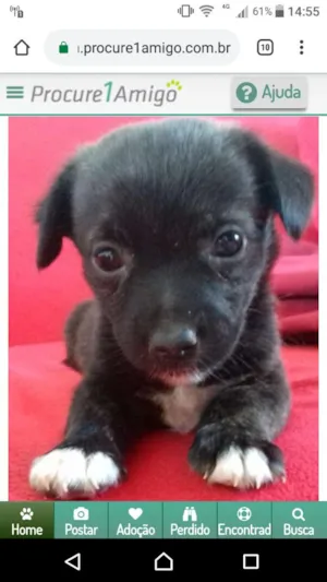 Cachorro raça Poodle com SRD idade Abaixo de 2 meses nome Tibi