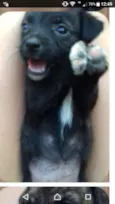 Tibi