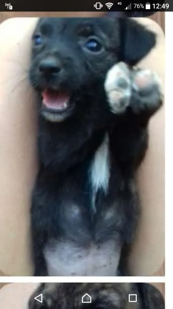 Cachorro raça Poodle com SRD idade Abaixo de 2 meses nome Tibi