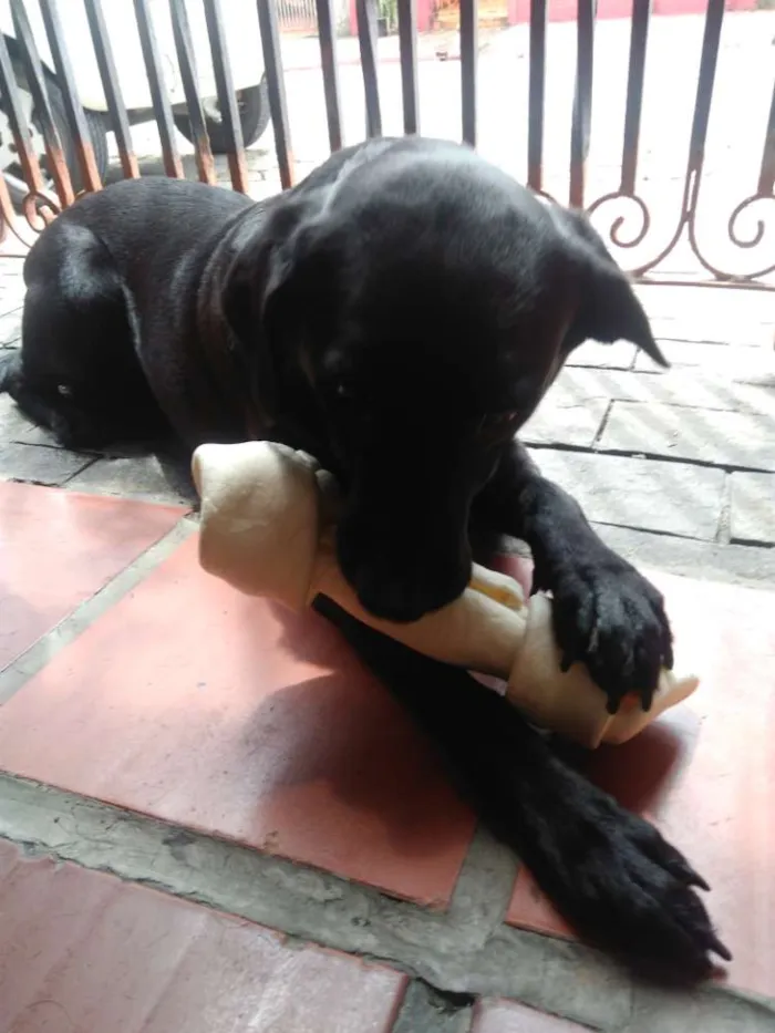 Cachorro ra a labrador idade 4 anos nome Meggy
