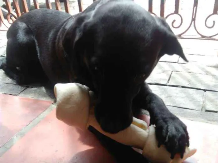Cachorro ra a labrador idade 4 anos nome Meggy
