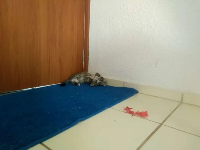 Gato ra a Sem raça idade 2 a 6 meses nome Sem nome
