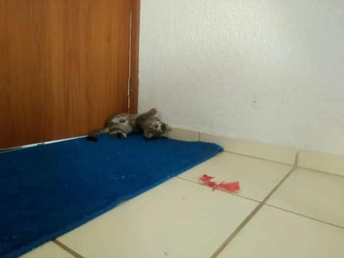 Gato ra a Sem raça idade 2 a 6 meses nome Sem nome
