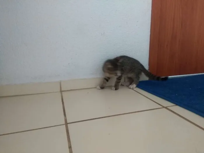 Gato ra a Sem raça idade 2 a 6 meses nome Sem nome