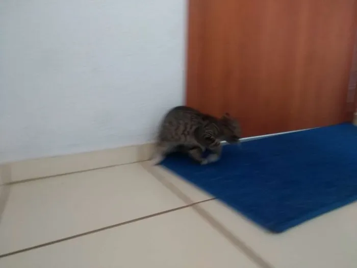 Gato ra a Sem raça idade 2 a 6 meses nome Sem nome