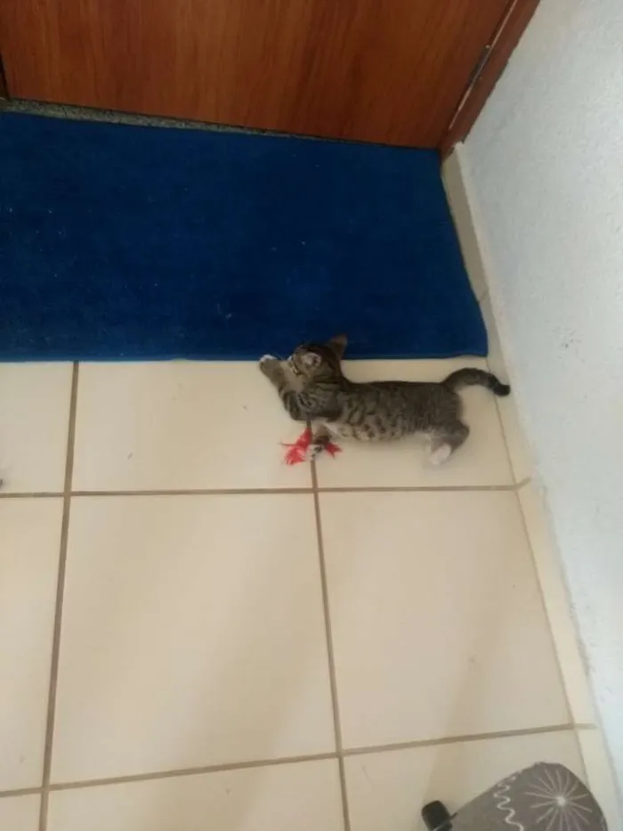 Gato ra a Sem raça idade 2 a 6 meses nome Sem nome