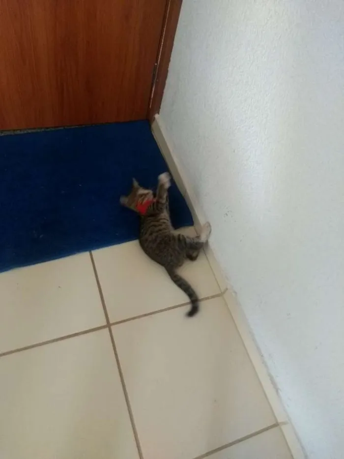 Gato ra a Sem raça idade 2 a 6 meses nome Sem nome