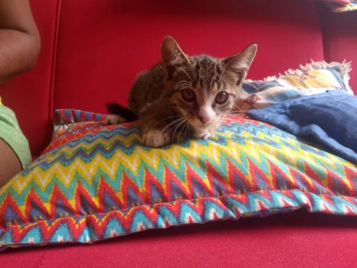 Gato ra a Sem raça idade 2 a 6 meses nome Sem nome