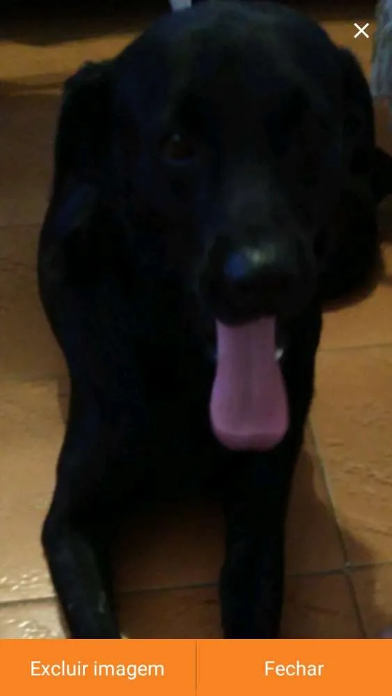 Cachorro ra a labrador idade 4 anos nome Meggy