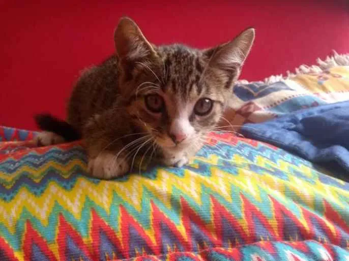 Gato ra a Sem raça idade 2 a 6 meses nome Sem nome