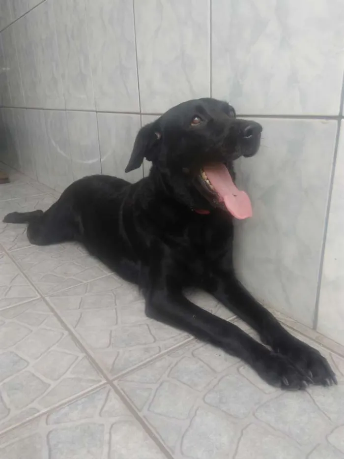 Cachorro ra a labrador idade 4 anos nome Meggy