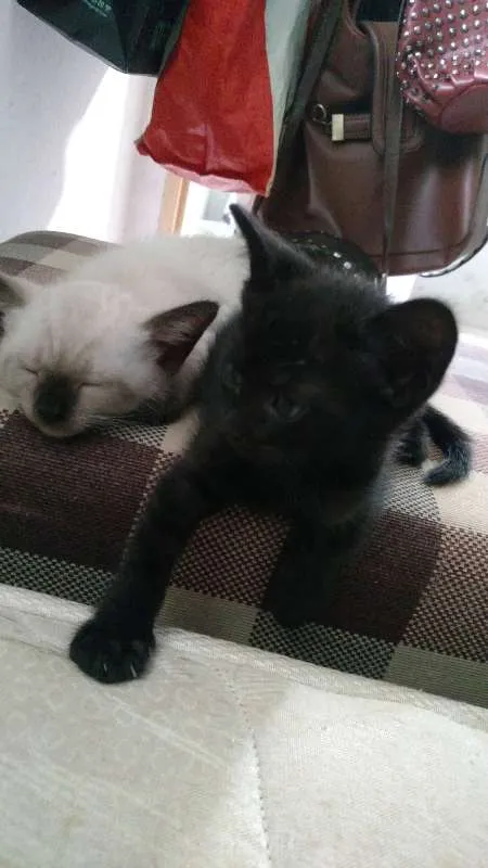 Gato raça SRD idade Abaixo de 2 meses nome Léon, Hermione