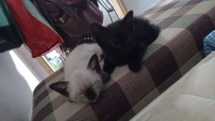 Gato raça SRD idade Abaixo de 2 meses nome Léon, Hermione