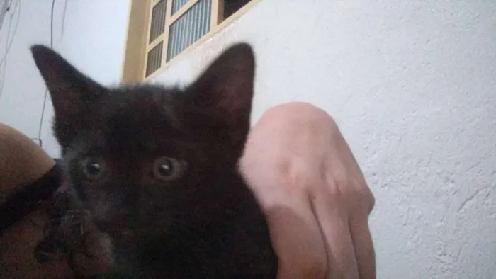 Gato raça SRD idade Abaixo de 2 meses nome Léon, Hermione