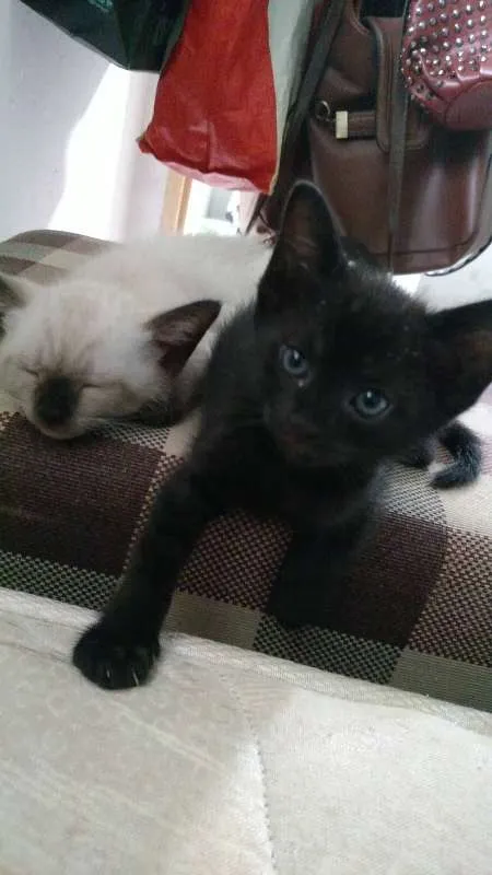 Gato raça SRD idade Abaixo de 2 meses nome Léon, Hermione