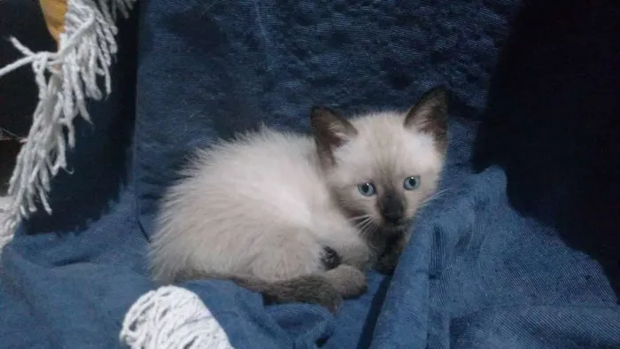 Gato raça SRD idade Abaixo de 2 meses nome Léon, Hermione